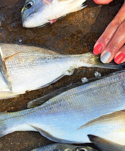 Nekateri ribiči luske z ribe odstranijo kar z vilicami: trik je lahko hitrejši od noža