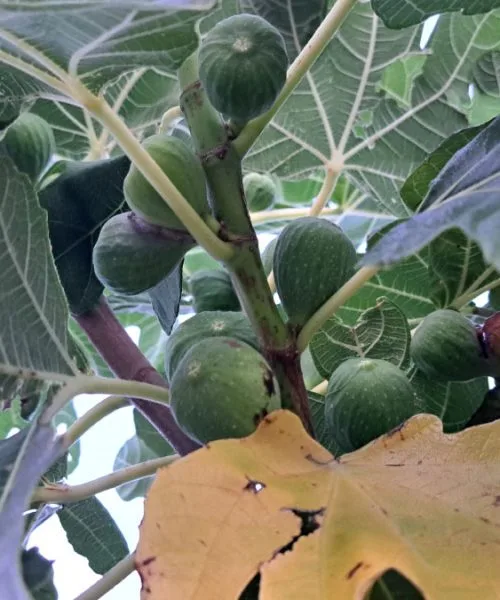 Zakaj letos fige zamujajo? Vročina in suša sta lahko pomemben del odgovora