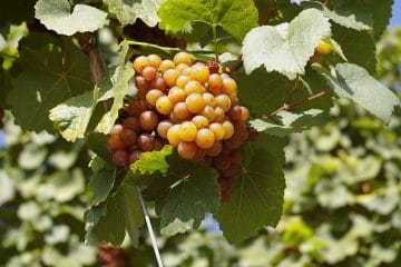 Grozdje poka in ga napadajo ose: zakaj se to zgodi tik pred trgatvijo