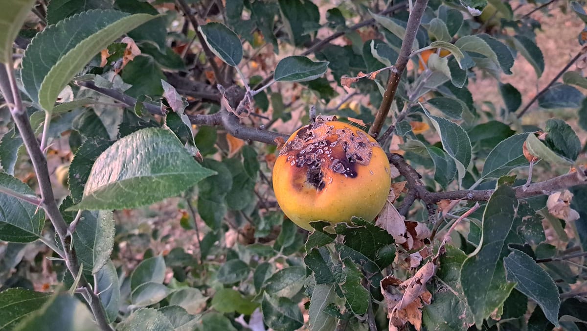 Ožig jabolka