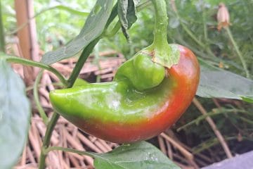 Paprika spreminja barvo: je z njo kaj narobe ali samo dozoreva?