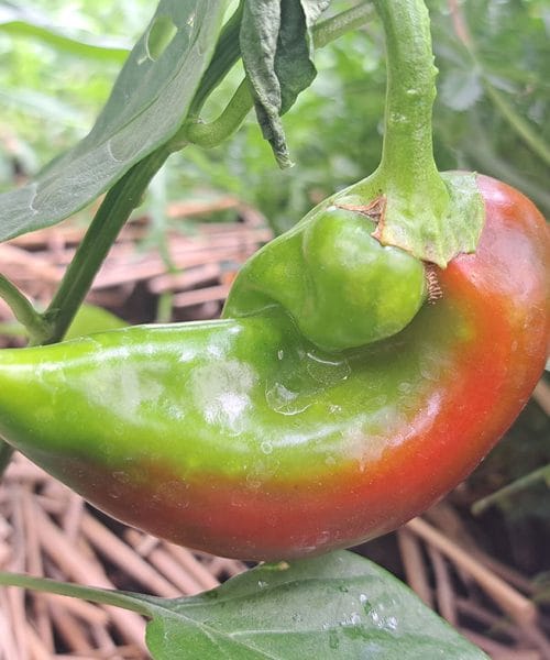Paprika spreminja barvo: je z njo kaj narobe ali samo dozoreva?