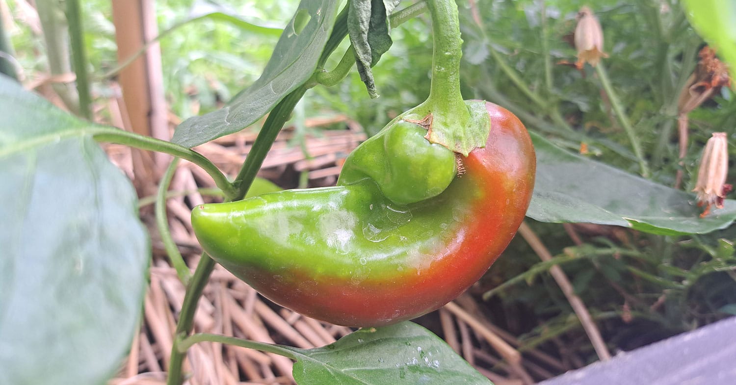 Paprika spreminja barvo: je z njo kaj narobe ali samo dozoreva?