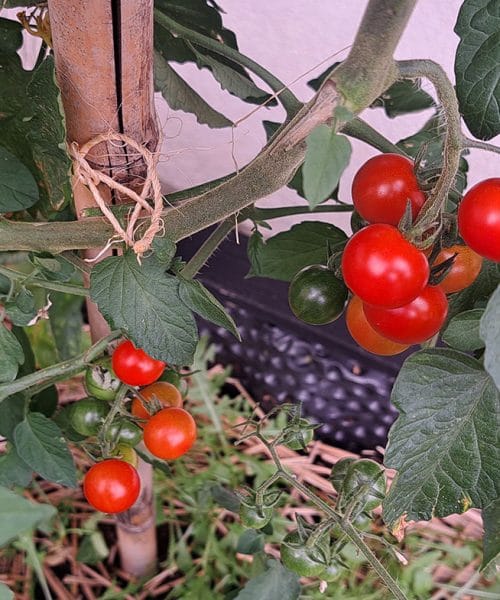 Kako shraniti češnjev paradižnik? Štirje uporabni načini za zimo