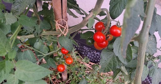 Kako shraniti češnjev paradižnik? Štirje uporabni načini za zimo
