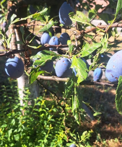 Kdaj so slive primerne za pobiranje? Barva še ni dovolj dober znak