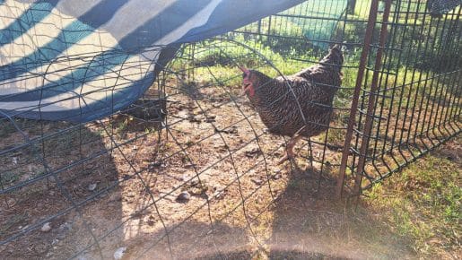 Kokoši v vročini znesejo manj jajc, odločilna pa je predvsem voda
