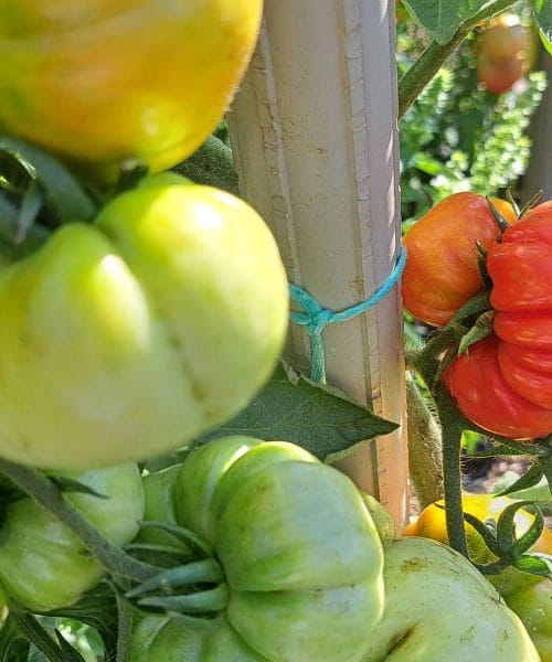Zakaj je paradižnik tako naguban? Nenavadna oblika še ne pomeni, da je z njim kaj narobe