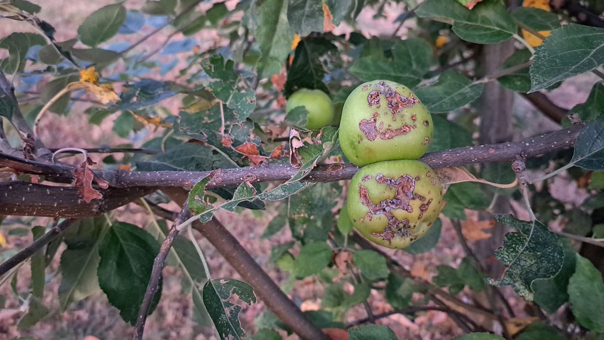 Ožgana in obtolčena jabolka niso za na kompost: spremenite jih v jabolčni kis
