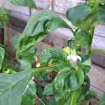 Paprika cveti