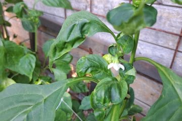Paprika cveti, plodov pa ne naredi? Težava je v vročini, vodi ali oprašitvi