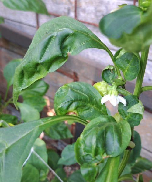 Paprika cveti, plodov pa ne naredi? Težava je v vročini, vodi ali oprašitvi