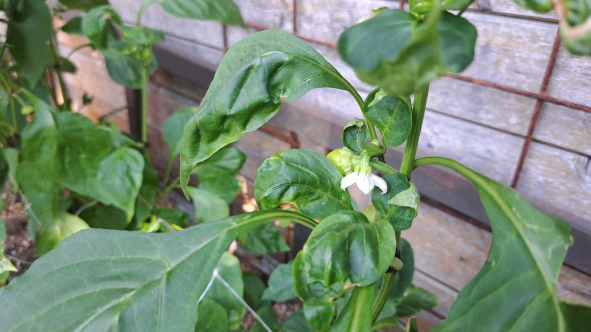 Paprika cveti