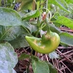 Paprika in plodovi, ki se ne obarvajo