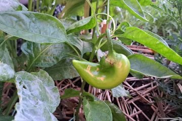 Paprika ima plodove, vendar se ne obarvajo: kaj lahko naredite