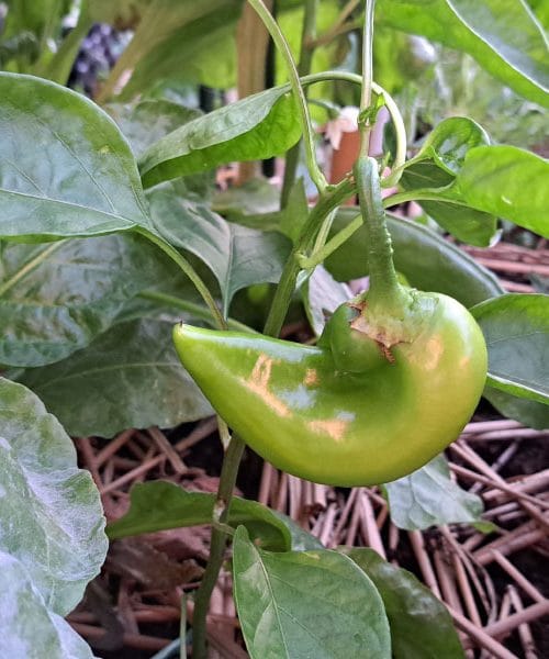 Paprika ima plodove, vendar se ne obarvajo: kaj lahko naredite