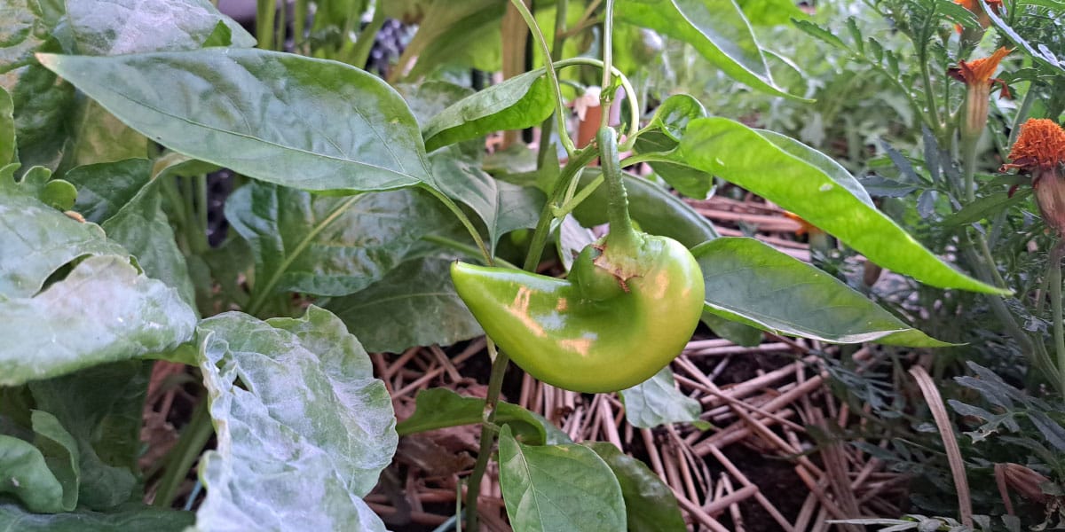 Paprika in plodovi, ki se ne obarvajo