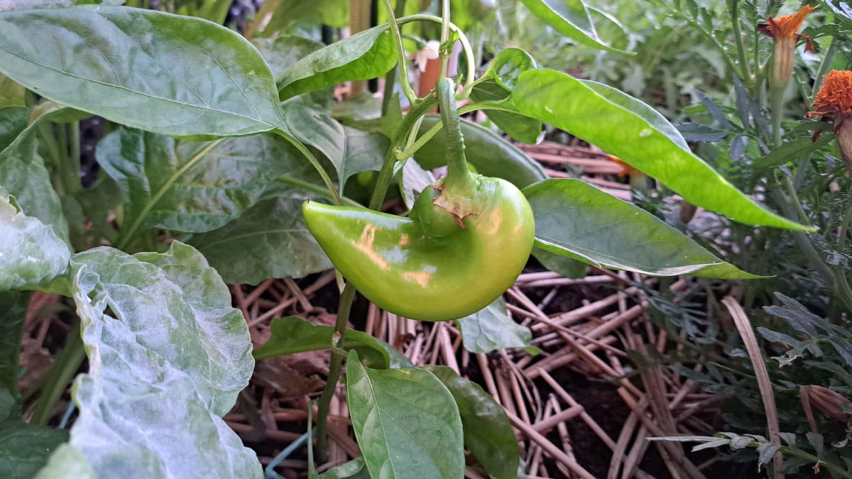 Paprika, plodovi
