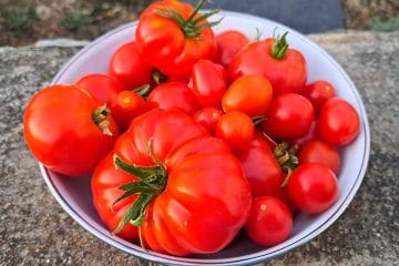 Kako najbolje shraniti paradižnik, da ostane čvrst in polnega okusa