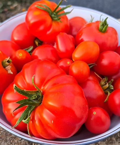 Kako najbolje shraniti paradižnik, da ostane čvrst in polnega okusa