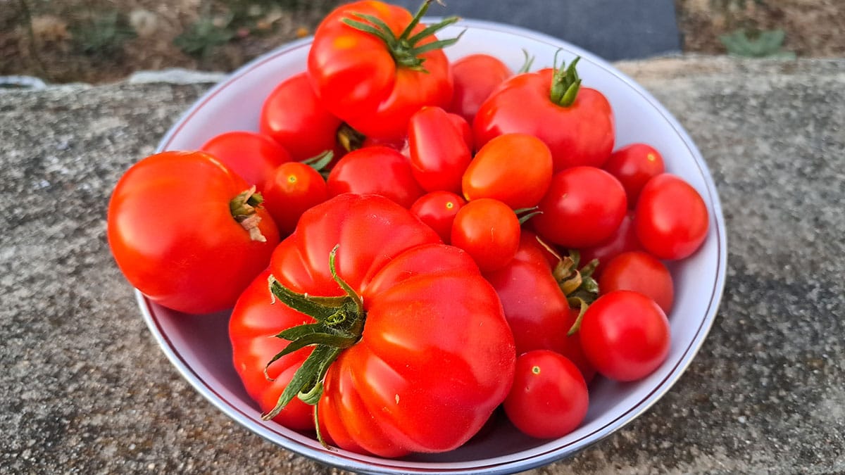 Kako najbolje shraniti paradižnik, da ostane čvrst in polnega okusa