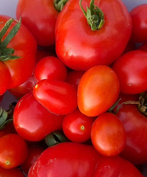 Ali paradižnik pred shranjevanjem v hladilniku operemo? Včasih raje počakajte