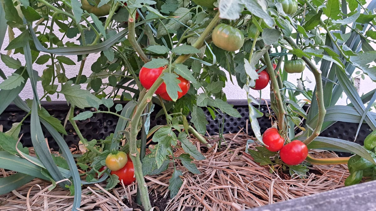 Paradižnik poka na rastlini? Najpogosteje je težava v vodi, ne v bolezni