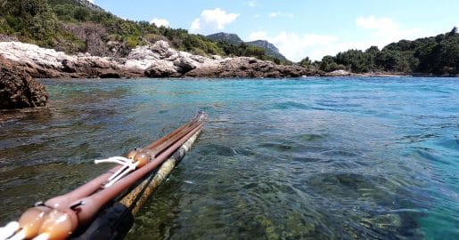 Nova pravila za ribolov na Hrvaškem: koliko rib in hobotnic lahko obdržite?
