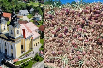 Raška čebula je skoraj utonila v pozabo: stara slovenska sorta se vrača na naše vrtove