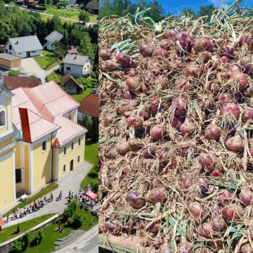 Raška čebula je skoraj utonila v pozabo: stara slovenska sorta se vrača na naše vrtove