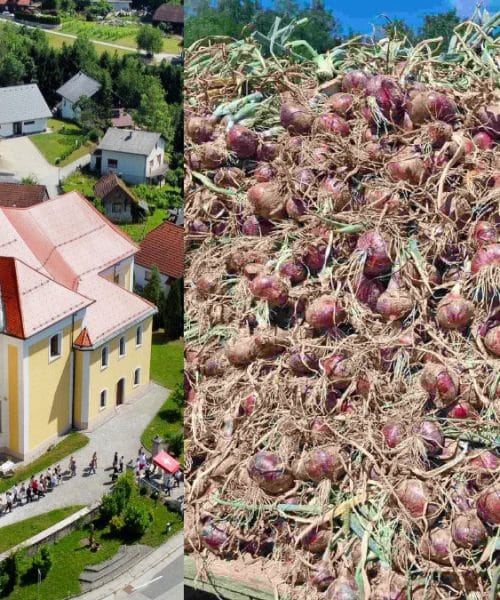 Raška čebula je skoraj utonila v pozabo: stara slovenska sorta se vrača na naše vrtove