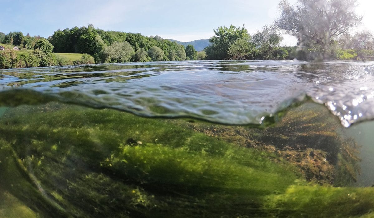 Reka Krka pri Karlčah