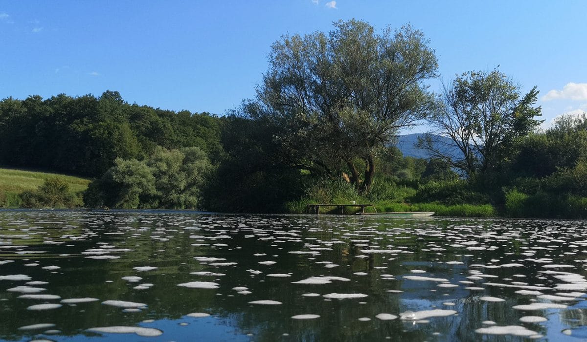 Reka Krka v vročih dneh tudi "zacveti"