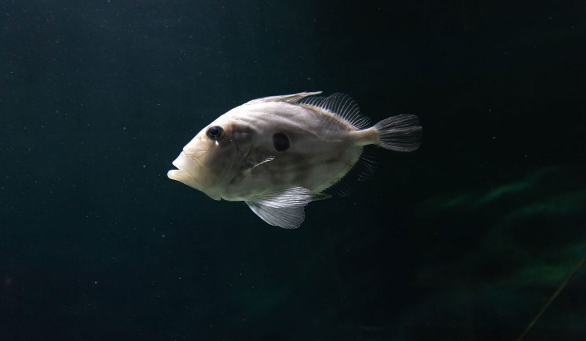 Riba Kovač
