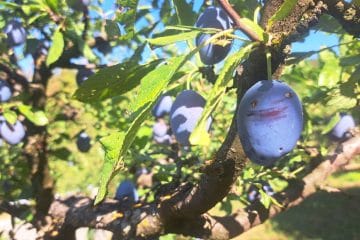 Kdaj so slive dovolj zrele za obiranje? Barva ni edini znak