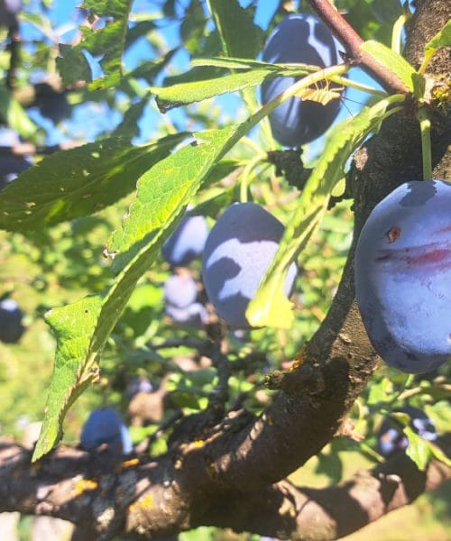 Kdaj so slive dovolj zrele za obiranje? Barva ni edini znak