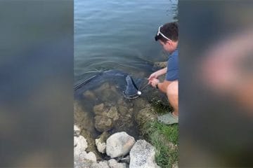 Po pol ure boja mu je uspelo, pod HE Boštanj ujel 182 cm velikega soma