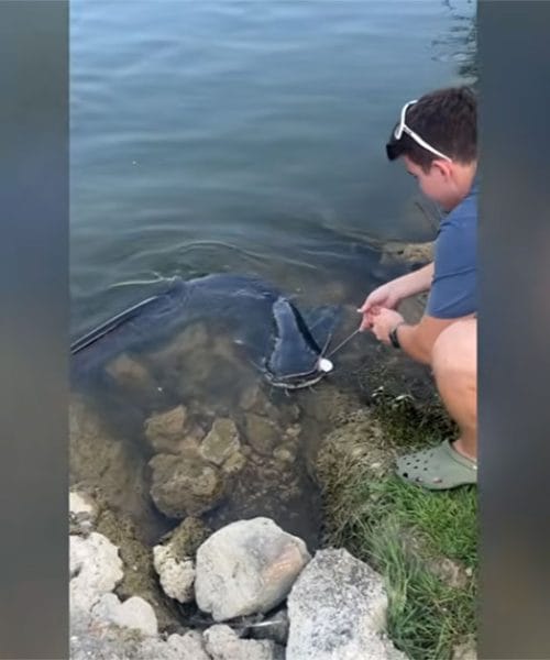 Po pol ure boja mu je uspelo, pod HE Boštanj ujel 182 cm velikega soma