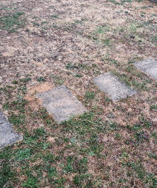 Ožgana trata po vročini še ni izgubljena: tako ji pomagajte, da znova ozeleni