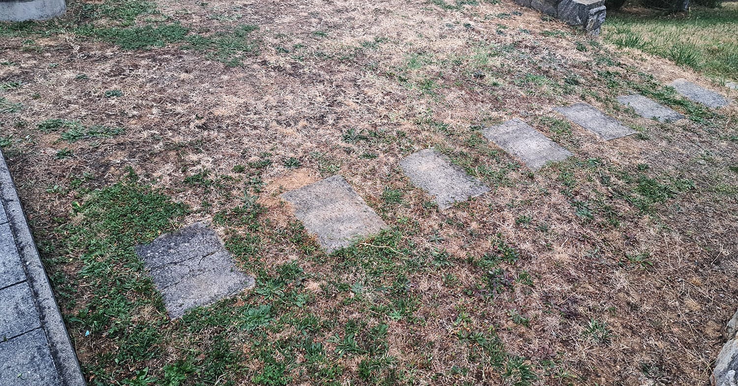 Ožgana trata po vročini še ni izgubljena: tako ji pomagajte, da znova ozeleni