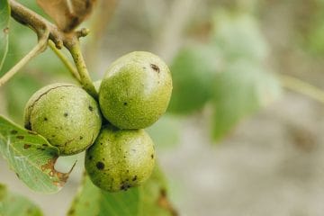 Orehova lupina je še zelena? Kako veste, kdaj so orehi pripravljeni za pobiranje