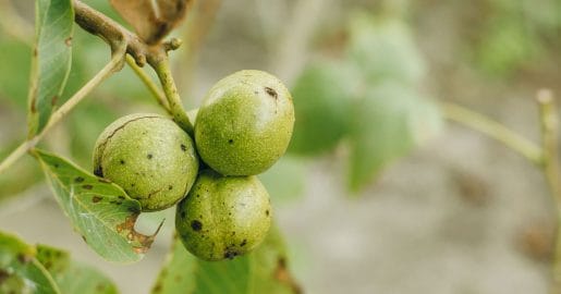 Orehova lupina je še zelena? Kako veste, kdaj so orehi pripravljeni za pobiranje