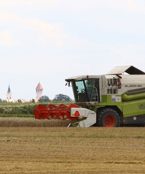 Zakaj so letos kmetje prej začeli z žetvijo: vročina je premaknila koledar