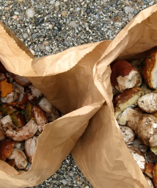 Greste po gobe? Inšpektorji začenjajo nadzore, meja je dva kilograma na dan