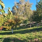 Jesenska opravila v sadovnjaku, Foto: Vse za moj dan