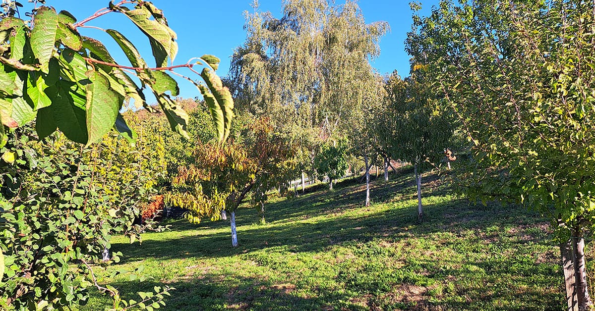 Jesenska opravila v sadovnjaku, Foto: Vse za moj dan