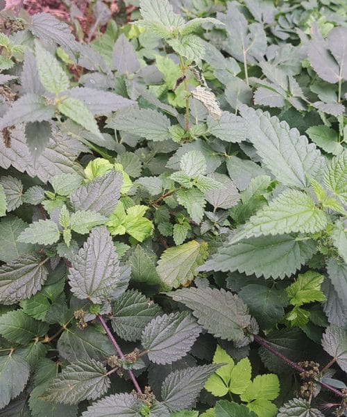 Koprive so jeseni še uporabne za čaj, pesto in kot nadomestek špinače