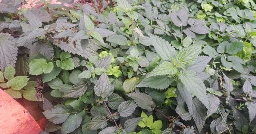 Koprive so jeseni še uporabne za čaj, pesto in kot nadomestek špinače