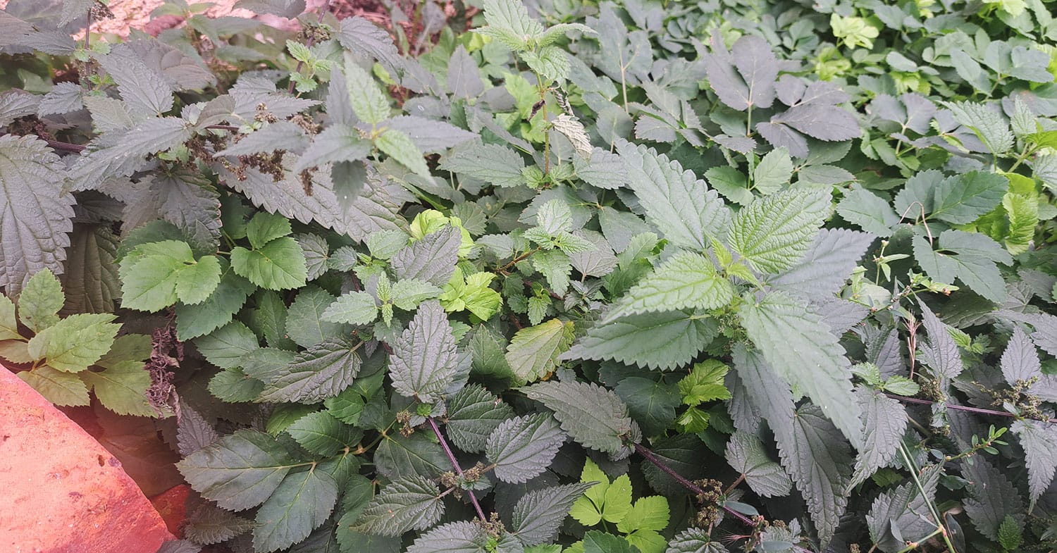 Koprive so jeseni še uporabne za čaj, pesto in kot nadomestek špinače