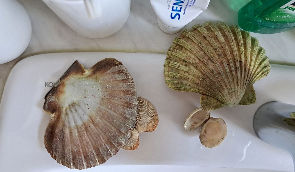 Kako očistiti školjke iz morja